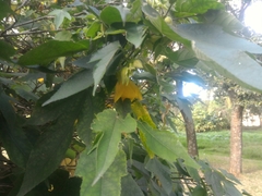 Abutilon × hybridum
