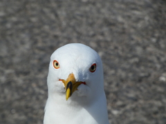 Larus delawarensis