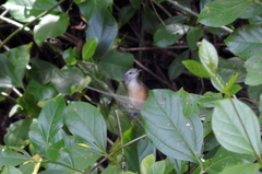 Cantorchilus leucotis