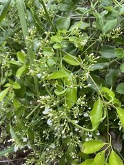 Jasminum didymum