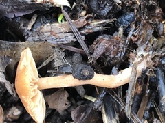 Tubaria furfuracea