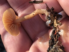 Tubaria furfuracea