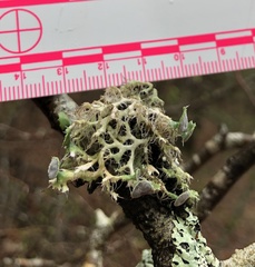 Heterodermia echinata