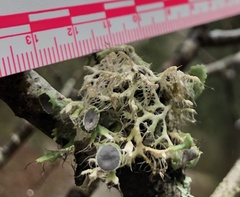 Heterodermia echinata