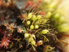 Pleuridium acuminatum