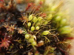 Pleuridium acuminatum