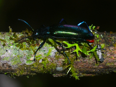 Strongylium aurichalceum