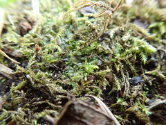 Fossombronia longiseta