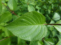 Cornus sericea occidentalis