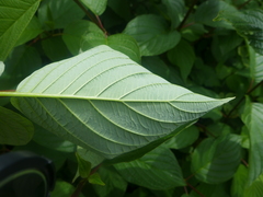 Cornus sericea occidentalis