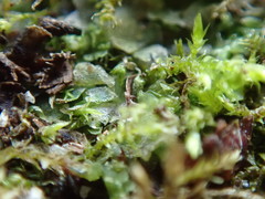 Fossombronia longiseta