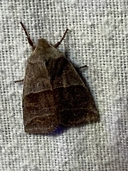 Eupsilia devia