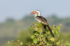 Tockus erythrorhynchus