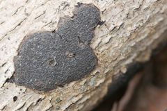 Graphostroma platystomum