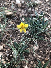 Senna pumilio