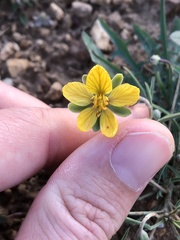Senna pumilio