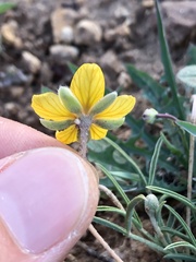 Senna pumilio