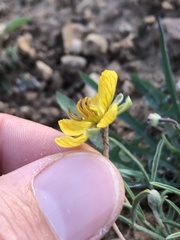 Senna pumilio
