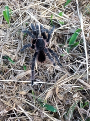 Theraphosidae