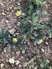 Senna pumilio