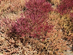 Salicornia meyeriana