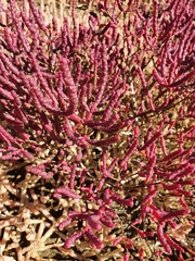 Salicornia meyeriana
