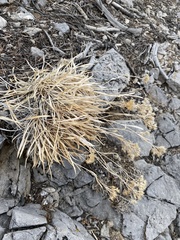 Petradoria pumila