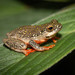 Spotted Painted Reedfrog - Photo (c) Jessica Myburgh, some rights reserved (CC BY-NC), uploaded by Jessica Myburgh