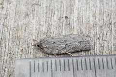 Acleris maximana