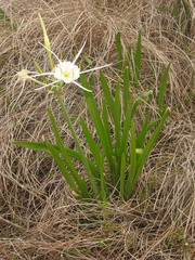 Hymenocallis liriosme