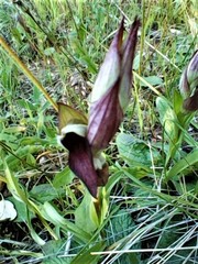 Serapias strictiflora