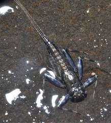 Stenacron interpunctatum interpunctatum