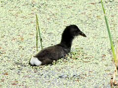 Fulica leucoptera