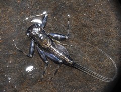 Stenacron interpunctatum interpunctatum