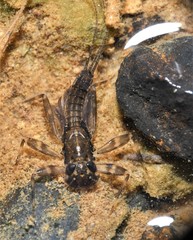 Stenacron interpunctatum interpunctatum