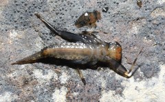 Stenacron interpunctatum interpunctatum