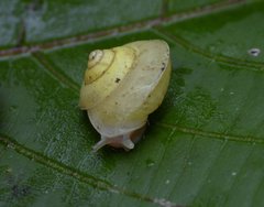 Dendrotrochus