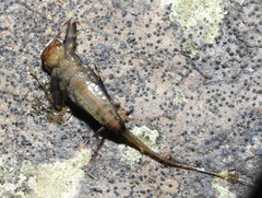 Stenacron interpunctatum interpunctatum