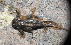Stenacron interpunctatum interpunctatum