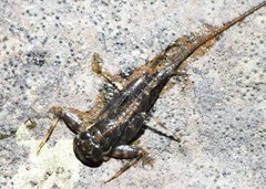 Stenacron interpunctatum interpunctatum