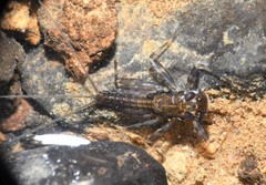 Stenacron interpunctatum interpunctatum