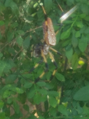 Trichonephila clavipes image