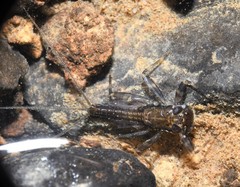 Stenacron interpunctatum interpunctatum