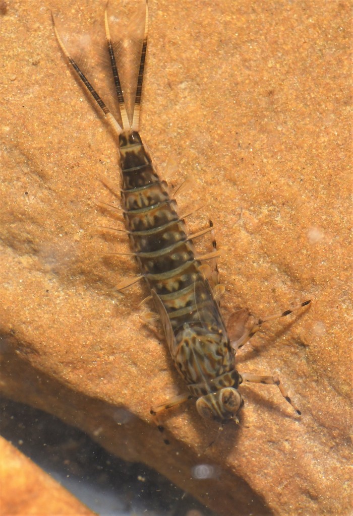 Ameletidae