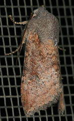 Orthosia transparens