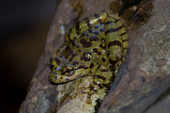 Heleophryne purcelli