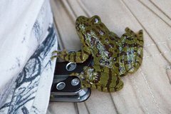 Heleophryne purcelli