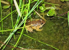 Leptodactylus colombiensis