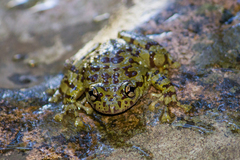 Heleophryne purcelli