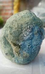 Penicillium italicum